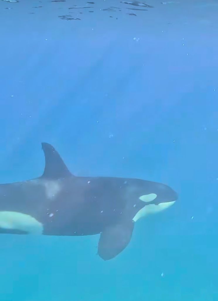 Orcas de Baja California del Sur