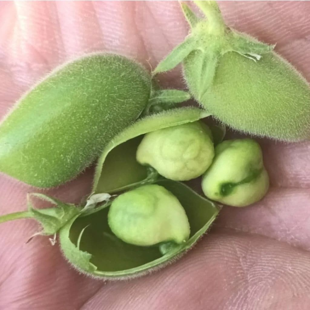 Garbanzos verdes que produce Cultivo Desterrado en su navazo