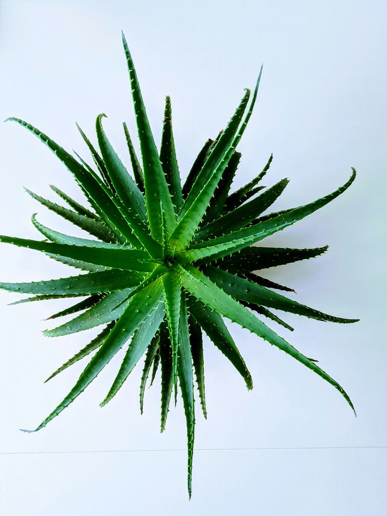 Aloe vera