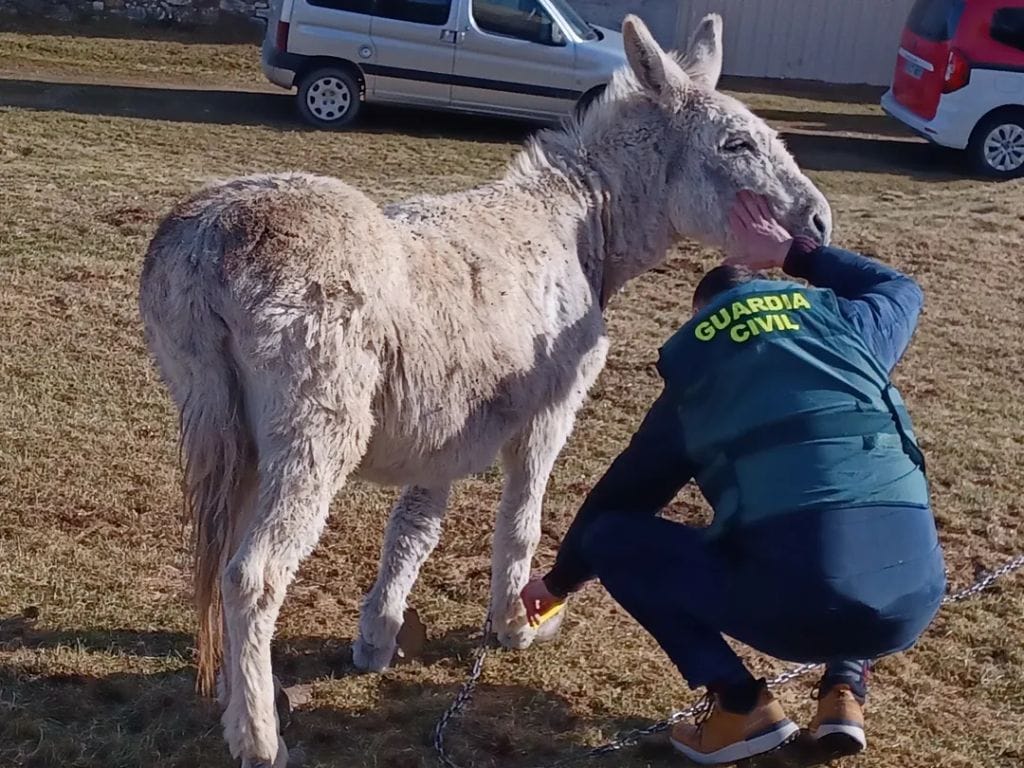 La denuncia de una protectora permitió al SEPRONA localizar a un burro en mal estado e investigar a su propietario