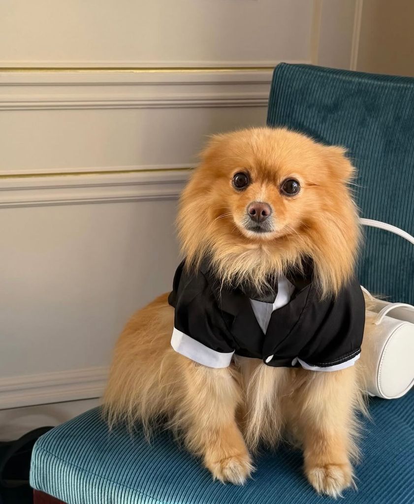 Ena, el perrito de Thylane Blondeau lució muy elegante 