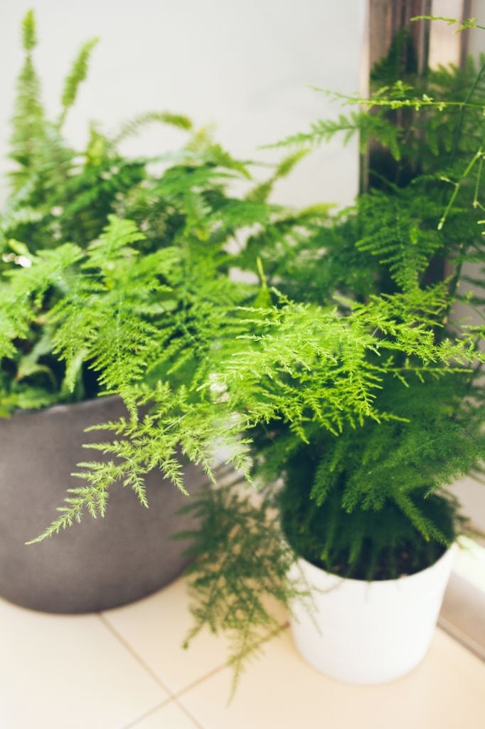 Asparagus plumosus
