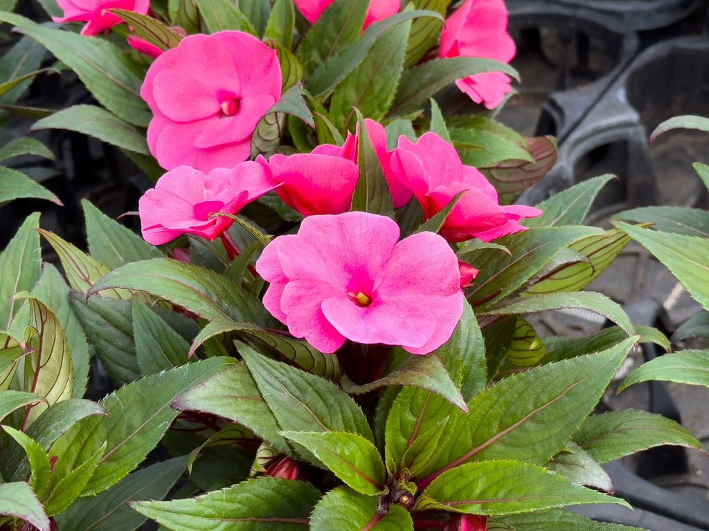 Impatiens de color rosa