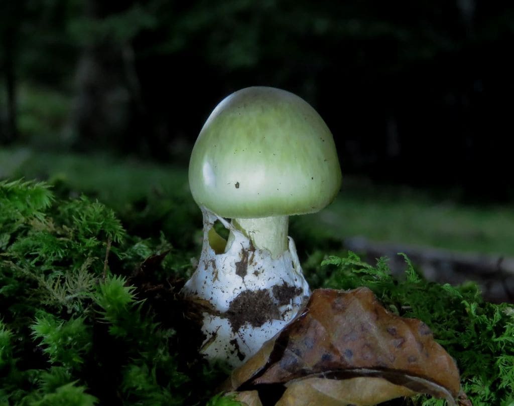 Amanita phalloides, conocida como “seta de la muerte”, es responsable de la mayoría de intoxicaciones mortales por setas en Europa debido a su gran parecido con especies comestibles
