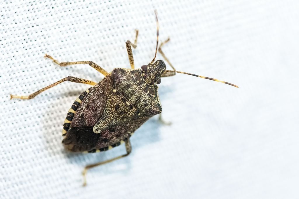 La chinche marmoleada (Halyomorpha halys) es una especie invasora originaria de Asia que este otoño se ha extendido por gran parte de España, refugiándose en viviendas y causando daños en cultivos de frutas y hortalizas