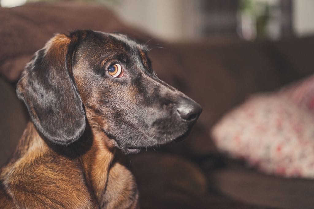 Perro mirando sospechoso