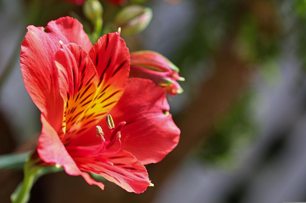 Foco en la flor del lirio de los incas (‘Alstroemeria aurantiaca’)