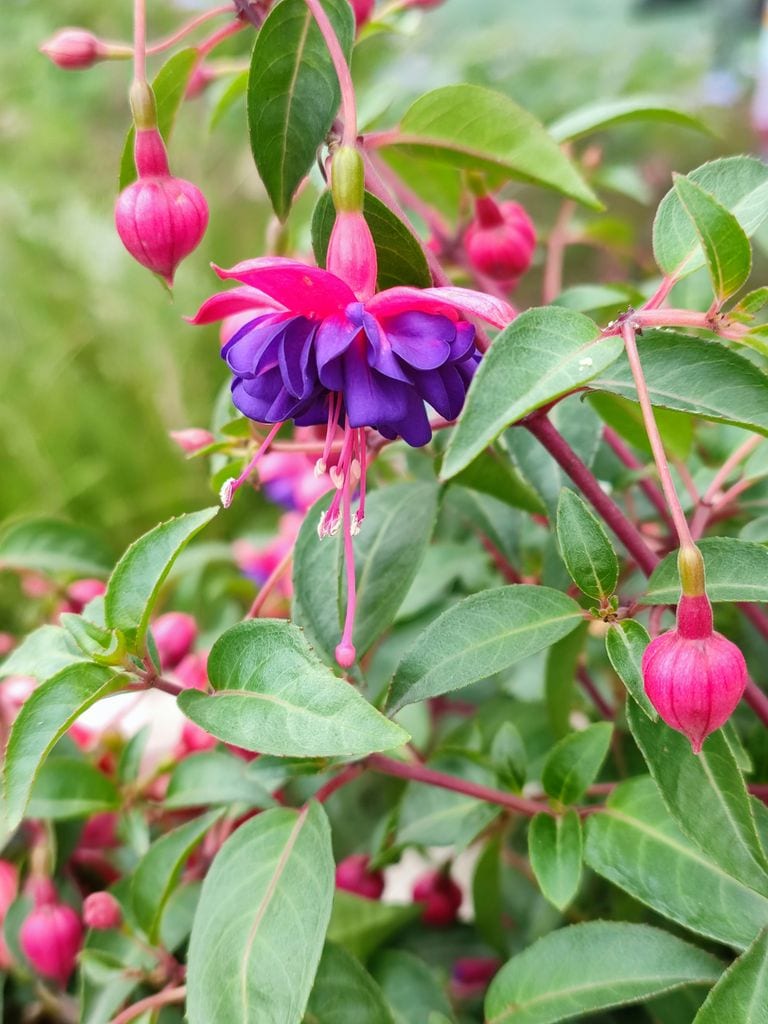 Flores de la fucsia ('Fuchsia spp.')