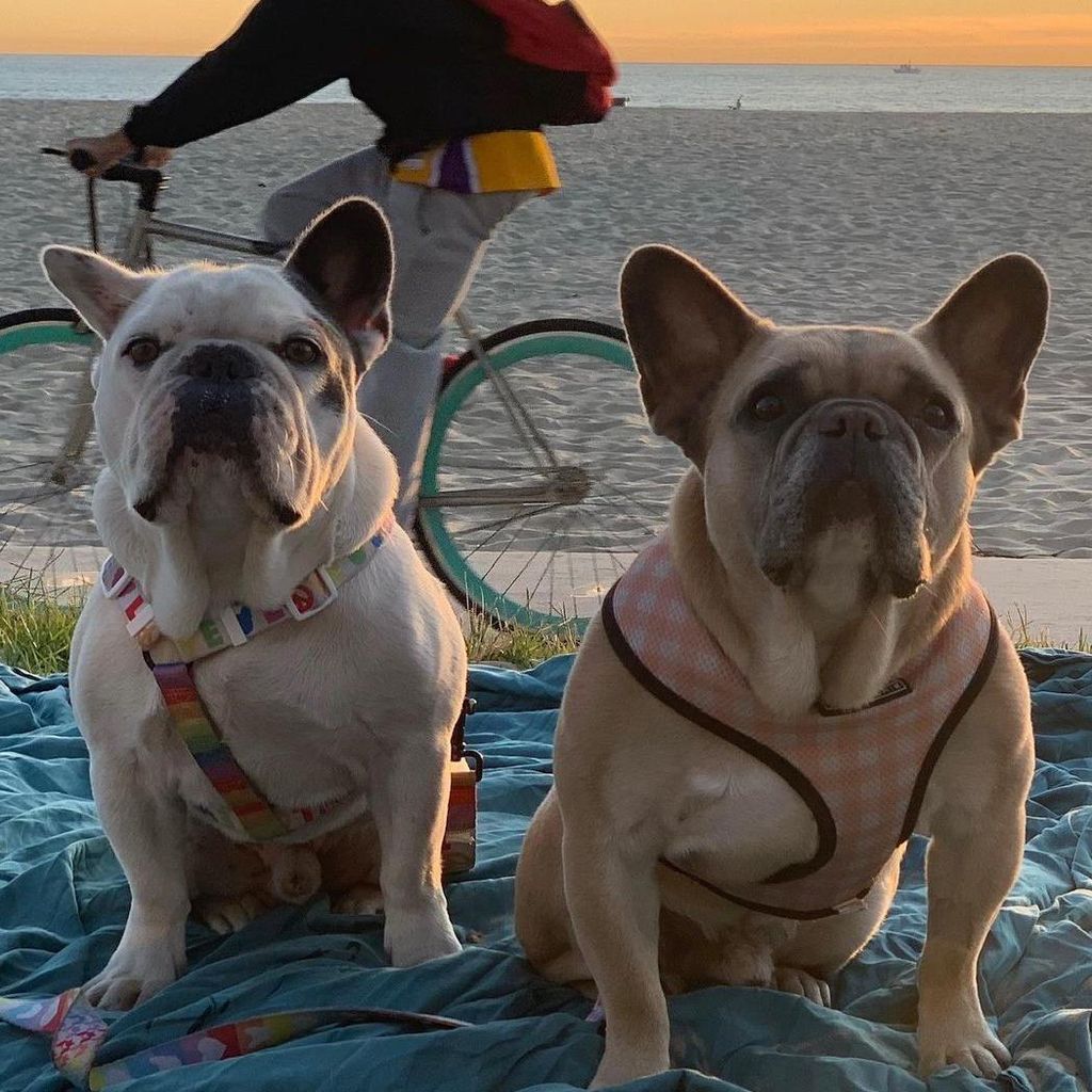 Perros de Lady Gaga