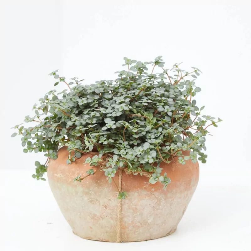 Pilea glauca