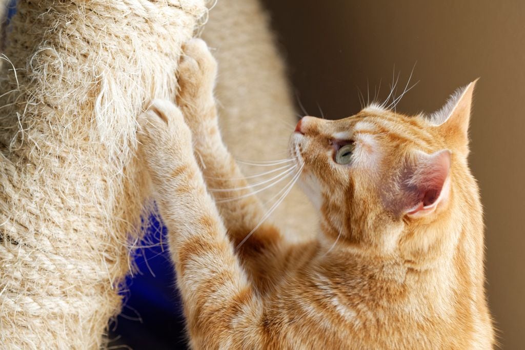 Gato afilándose las uñas 