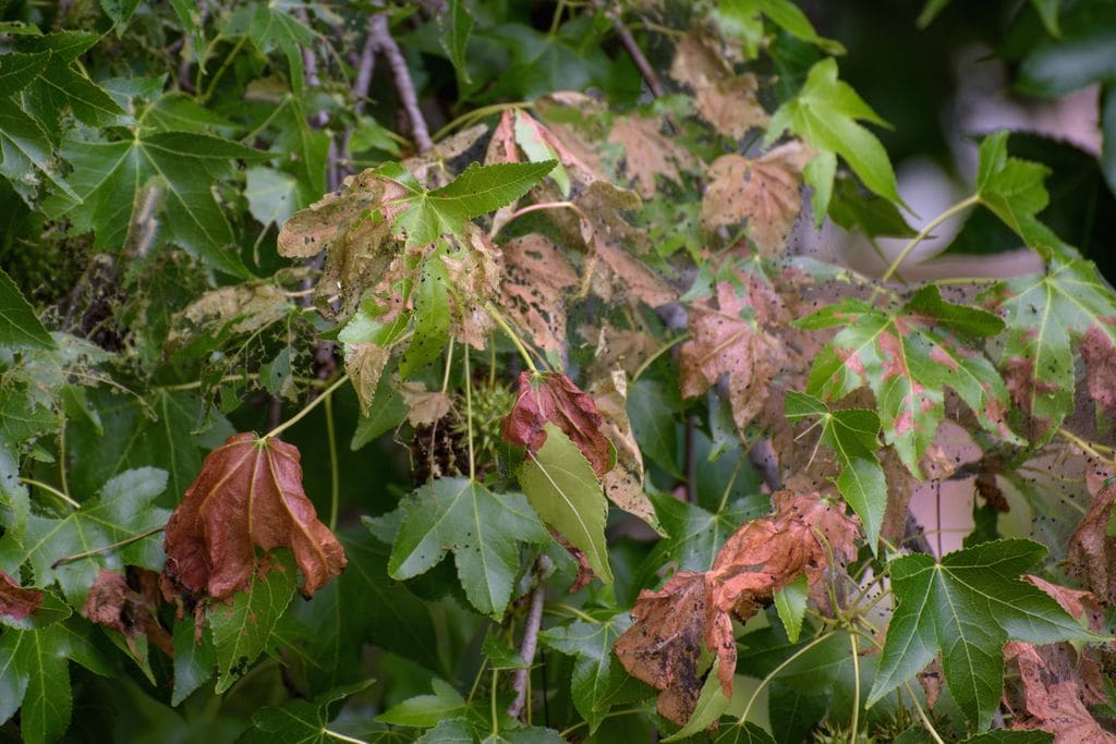 Liquidámbar (‘Liquidambar styraciflua’) afectado por la plaga de la oruga peluda (‘Hyphantria cunea’)