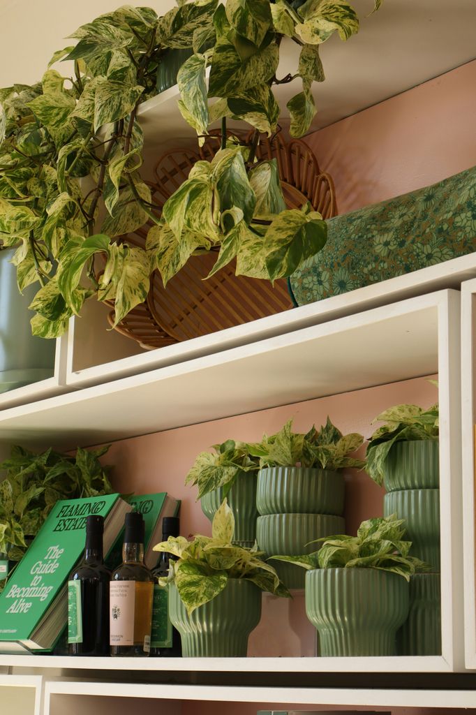 Plantas en la estantería