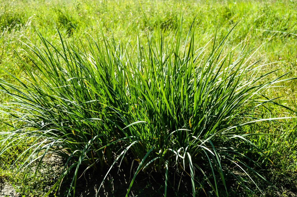 La citronela (‘Cymbopogon nardus’)  es una gramínea con las hojas acintadas color verde glauco y aroma a limón