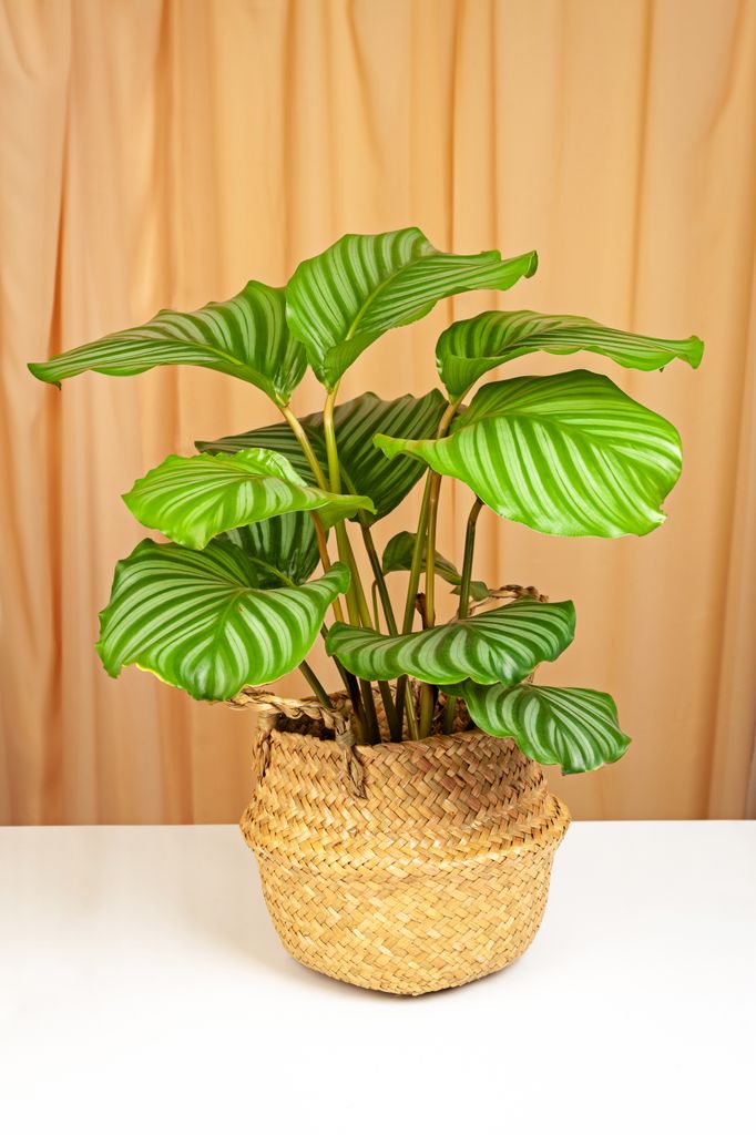 Calathea orbifolia. 