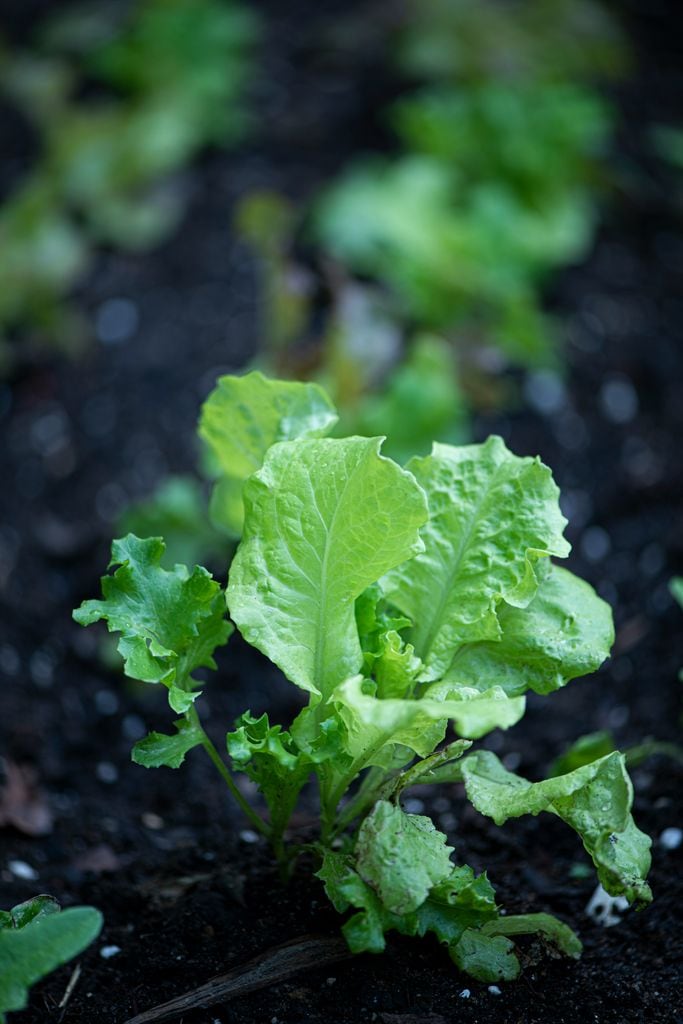 Planta de la lechuga ('Lactuca sativa')