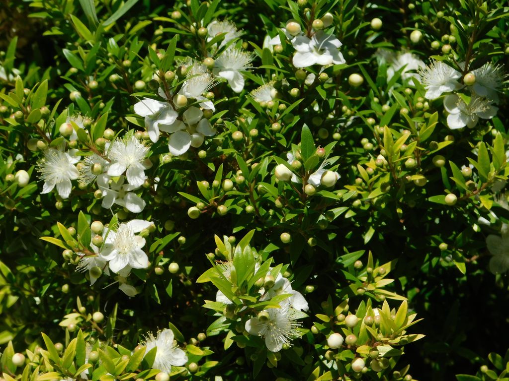 Vista del follaje perenne y las flores del mirto o arrayán (‘Myrtus communis’)