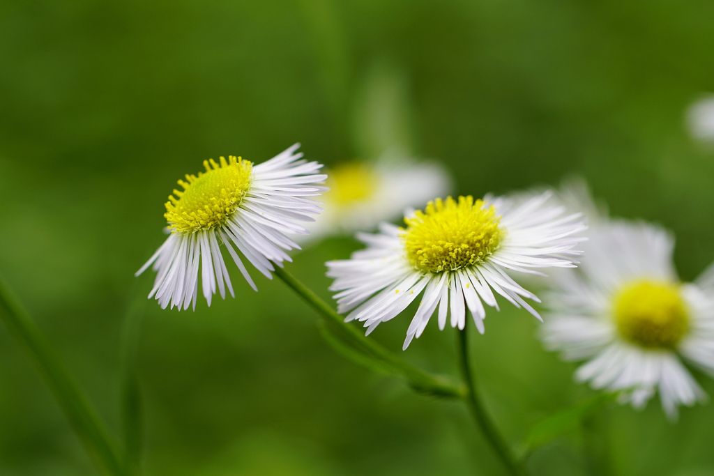 Vitadinia