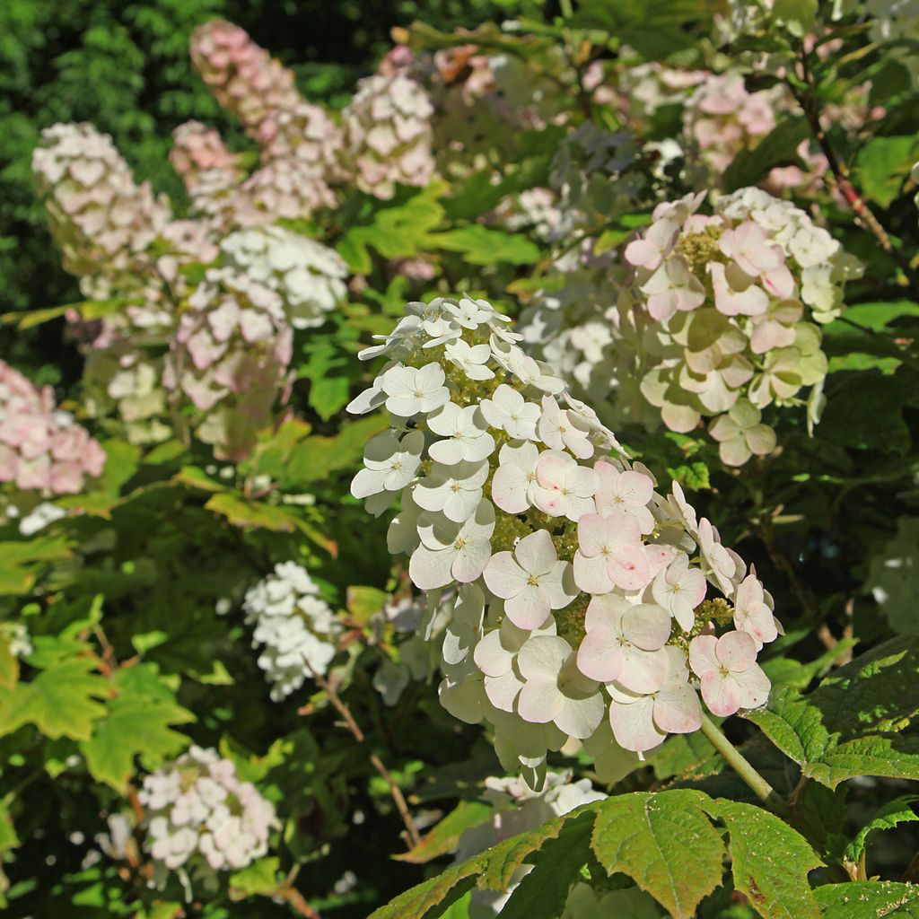 Hydrangea quercifolia u hortensia hoja de roble. 