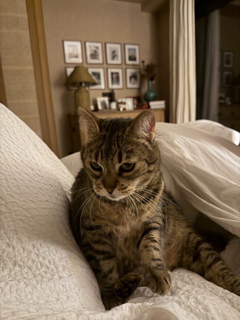 El gato de María Pombo y Pablo Castellano