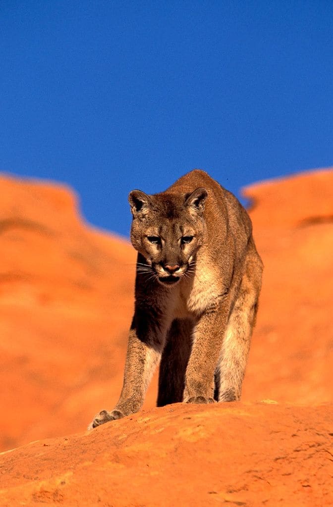 Bryce-canyon-estados-unidos-puma