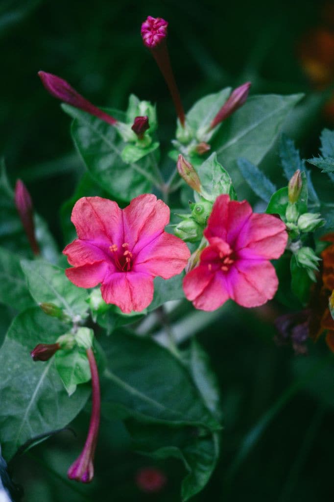 Mirabilis Jalapa o Don Diego de noche