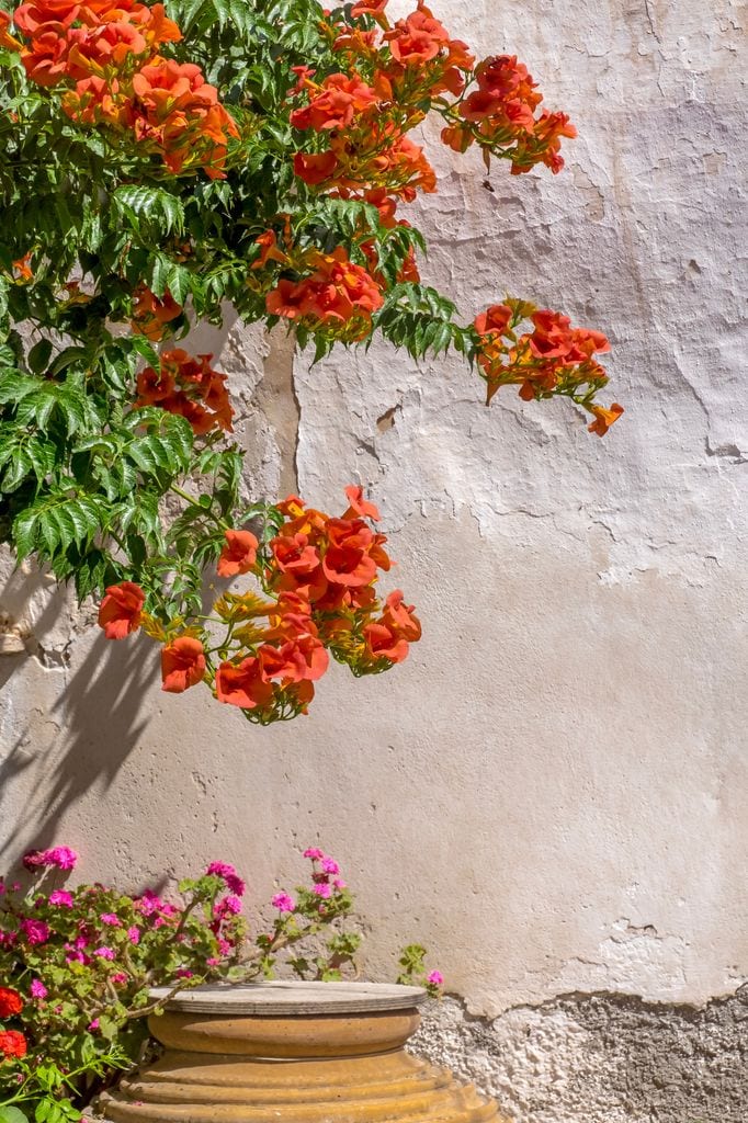 Trompeta de fuego o Campsis radicans
