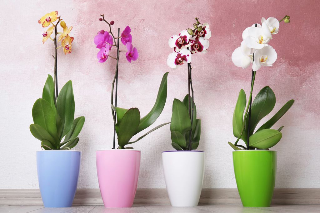 Orquídeas