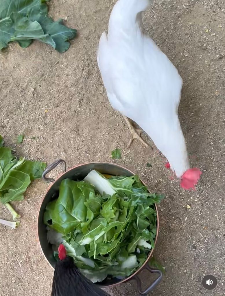 Meghan Markle captó a sus gallinas, en un momento cotidiano en casa.