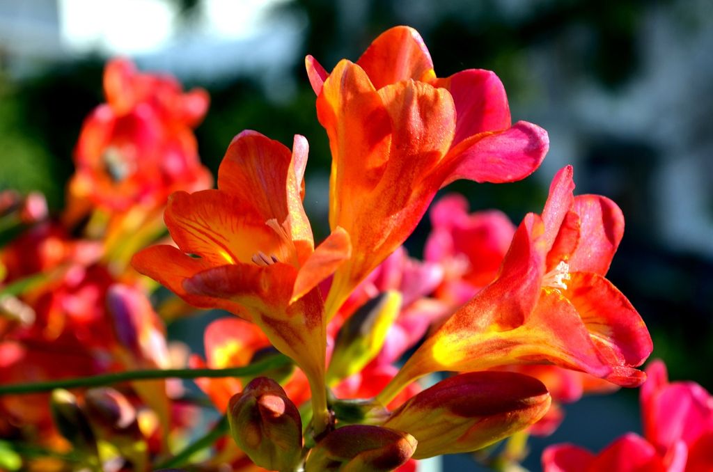 Fresias