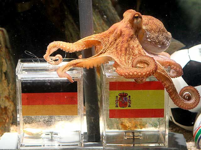 El pulpo Paul