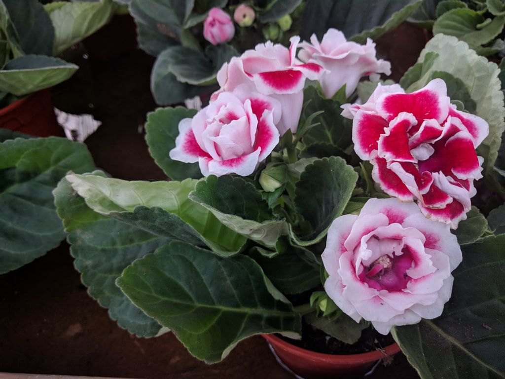 Gloxinia o Sinningia speciosa.