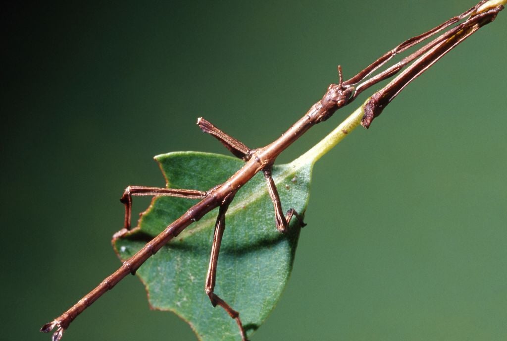 Insecto palo sobre una hoja