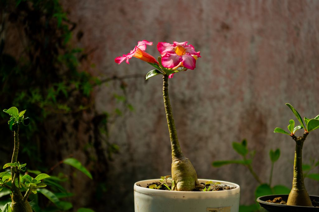 Rosa Del Deserto - Campione Di Gesso Cristallizzato (Pedaliaceae) - Larghezza 3 Cm - Pezzo Unico Da Collezione