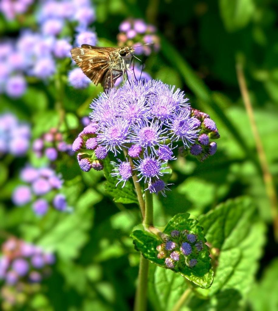 El agérato es una planta melífera, su abundante néctar atrae a fauna beneficiosa, como mariposas 