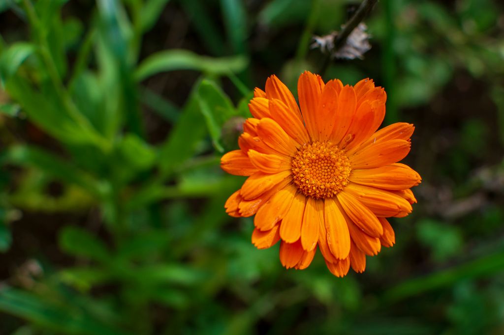 Detalle de la flor de la caléndula (‘Calendula officinalis’), en este caso naranja, aunque sus flores también pueden ser de color amarillo