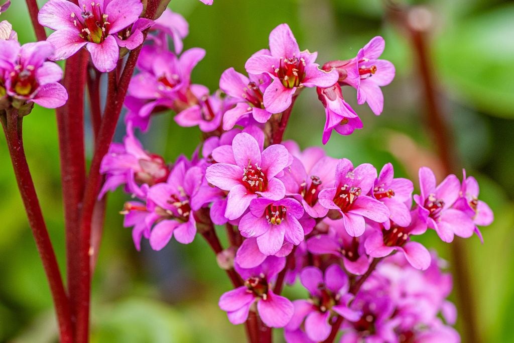 ‘Bergenia’, comúnmente llamadas hortensias de invierno (aunque no son verdaderas hortensias), cuya floración comienza generalmente al final del invierno