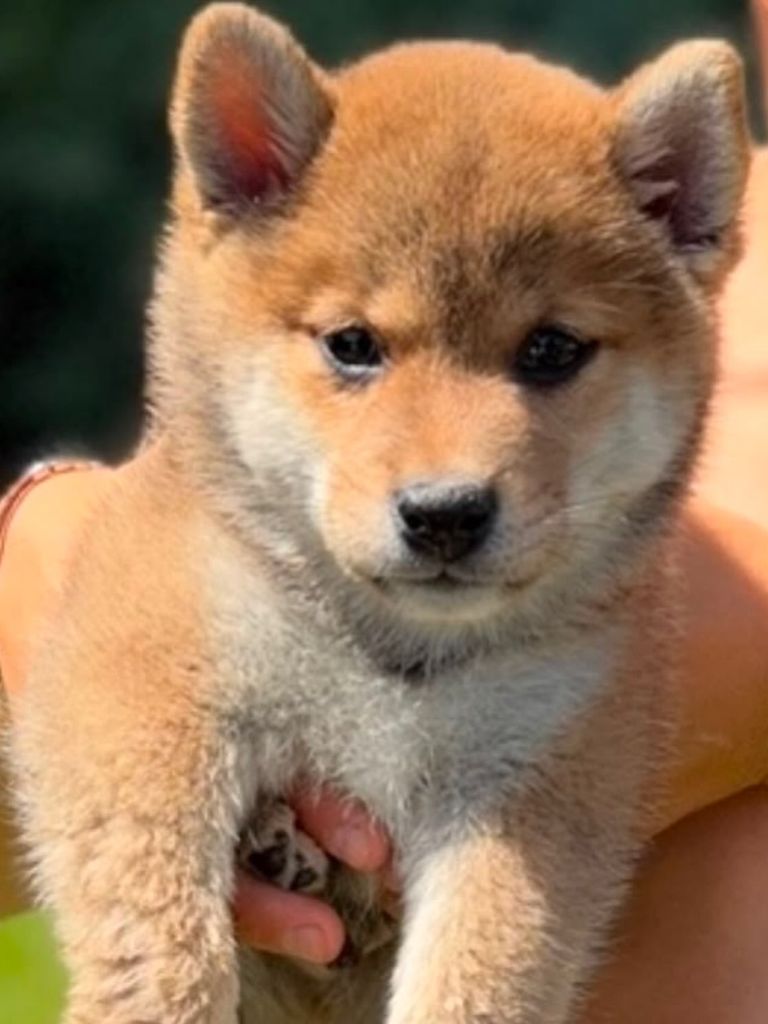 Así es el pequeño perrito que ha ampliado la familia