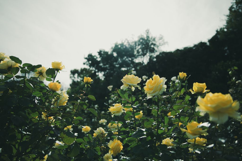 Rosales de flores amarillas