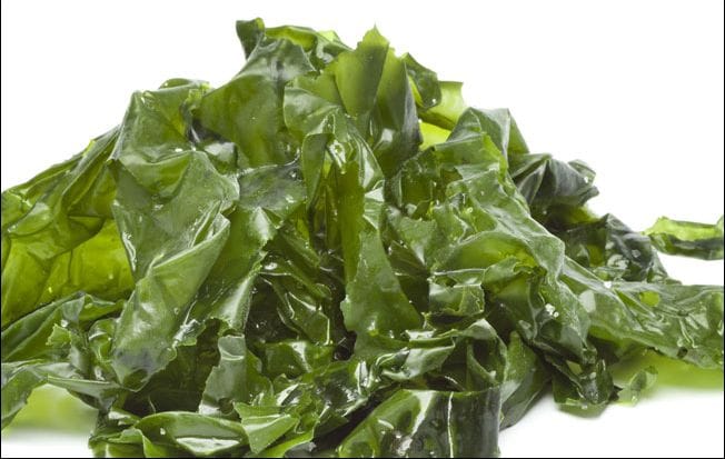 'Lechuga de mar', una de las algas comestibles más apreciadas por su textura crujiente y su rico sabor que recuerda a la acedera, la rúcula y las espinacas. 