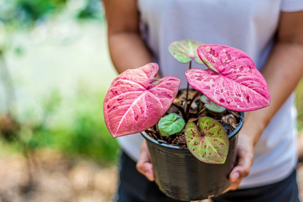 Caladium (caladio)