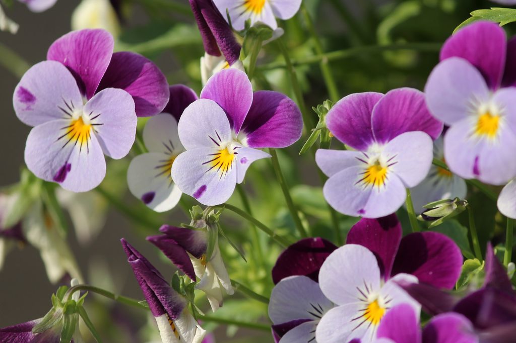 Los pensamientos (‘Viola × wittrockiana’) florecen de otoño a primavera