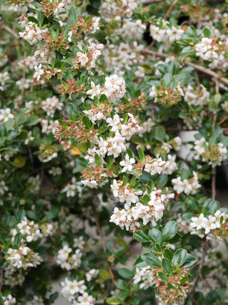 Escalonia