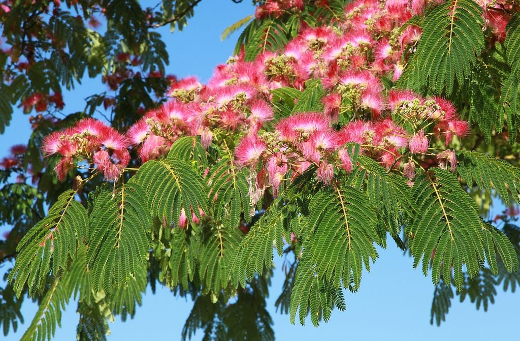 Albizia julibrissin