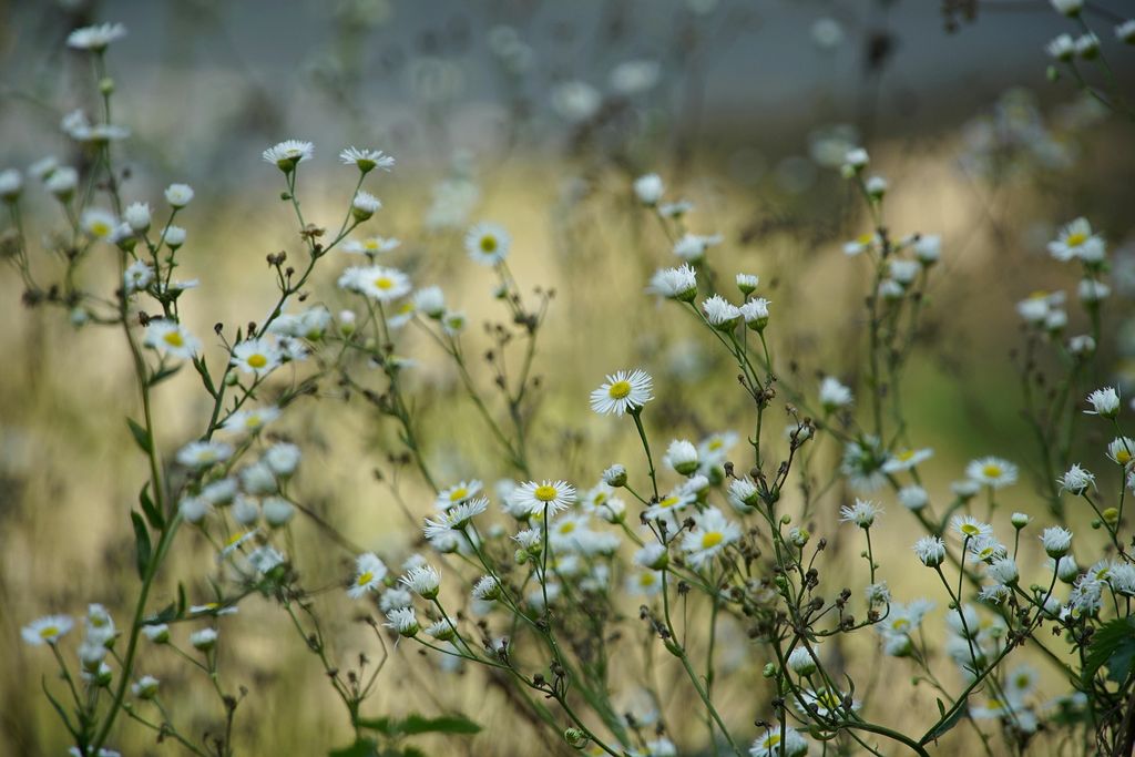 Vitadinia