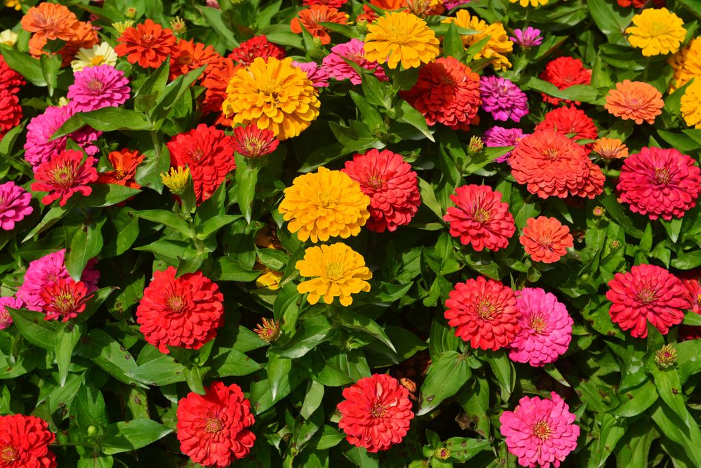 Zinnia