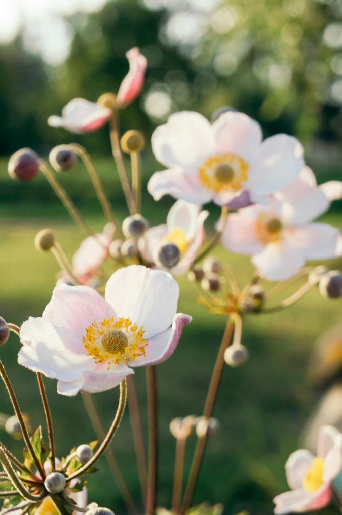 Flor de la anémona de otoño
