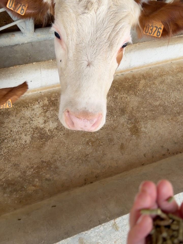 Dando de comer a las vacas