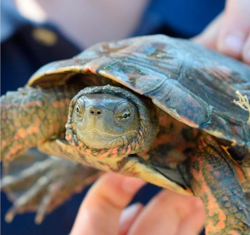 Una tortuga que vivie en el entorno del hotel Camiral Golf & Wellness, preocupado por proteger la biodiversidad de la zona