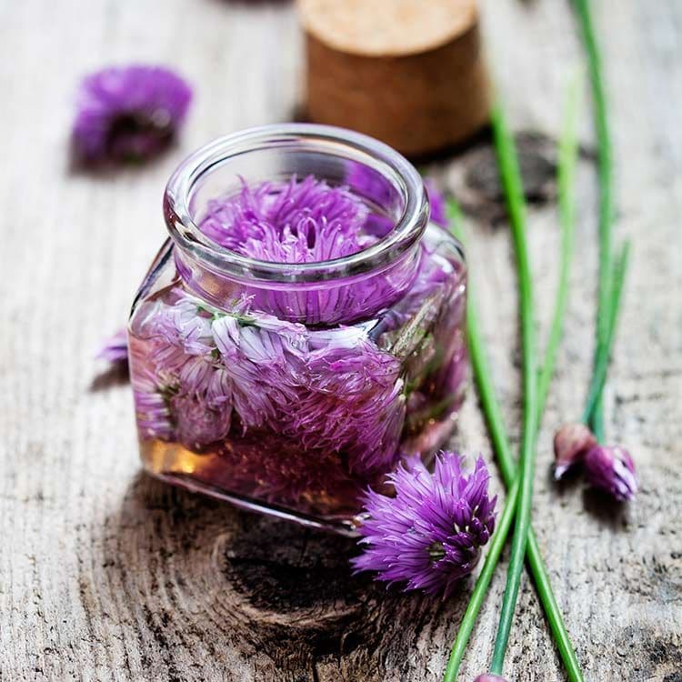 lavanda-adobe